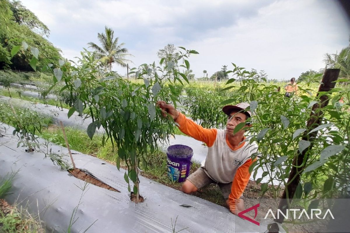 Alokasi pupuk subsidi untuk petani di Kota Serang pada 2024 meningkat