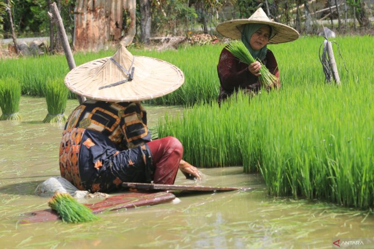 Petani Abdya Serentak Tanam Padi Dukung Swasembada Pangan