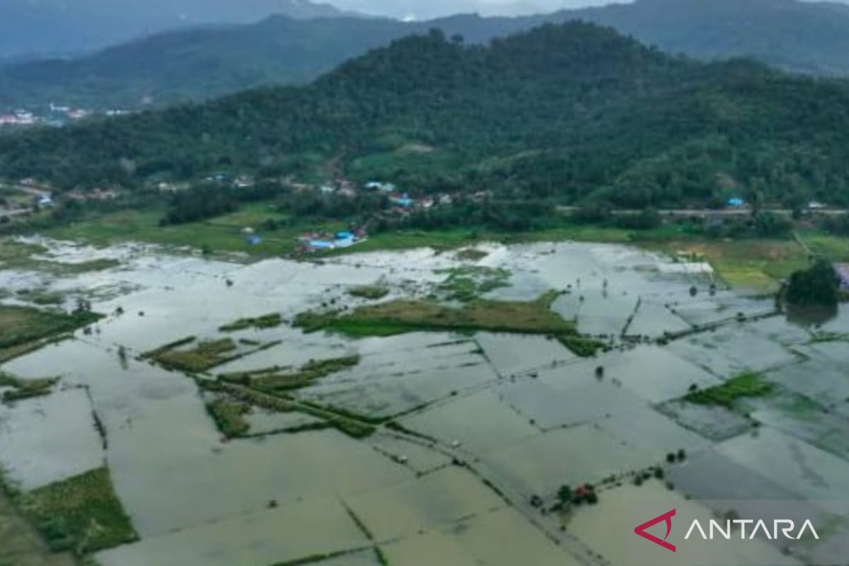 400 hektare sawah terendam akibat luapan Sungai Aworeka di Konawe