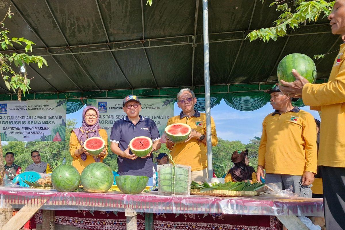 Gapoktan Purwo Makmur Sleman panen perdana semangka