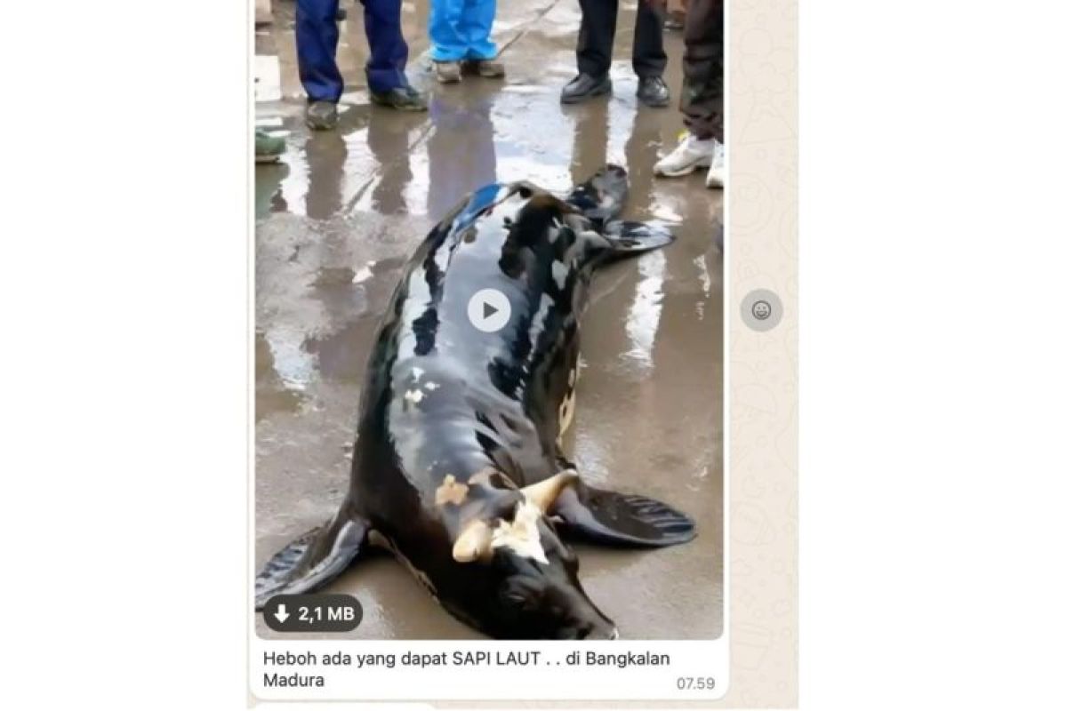 Hoaks! Video sapi laut di Bangkalan Madura