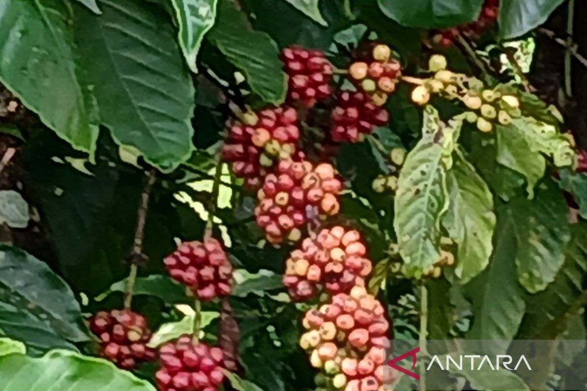 Harga kopi di di tingkat petani Temanggung naik 300 persen