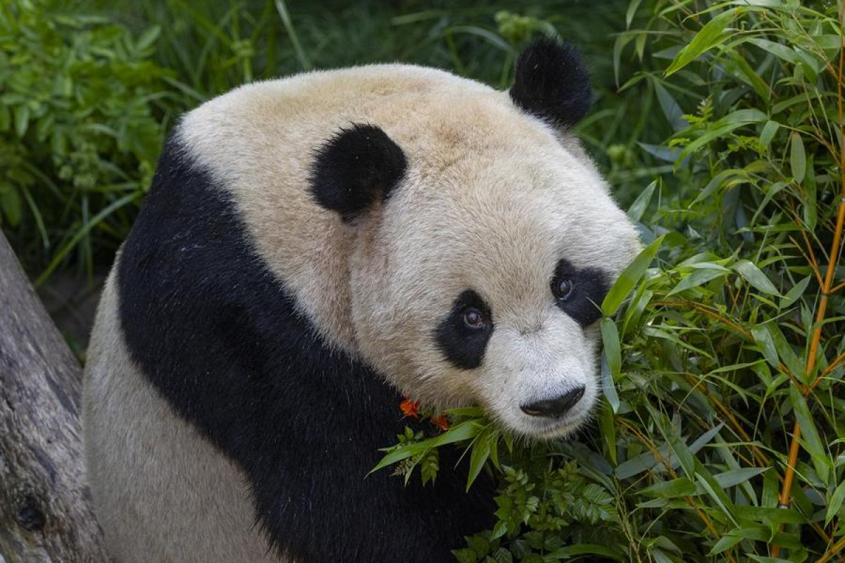 Kebun Binatang di AS bagikan foto keseharian panda raksasa China