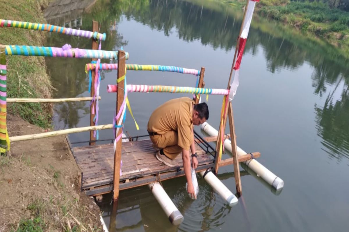 Pertamina tebar 150 ribu bibit ikan endemik jenis nilem di Jambi