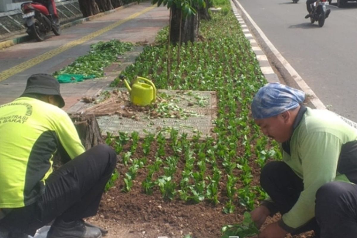 Penataan jalur hijau di Jalan Kyai Tapa rampung akhir bulan ini