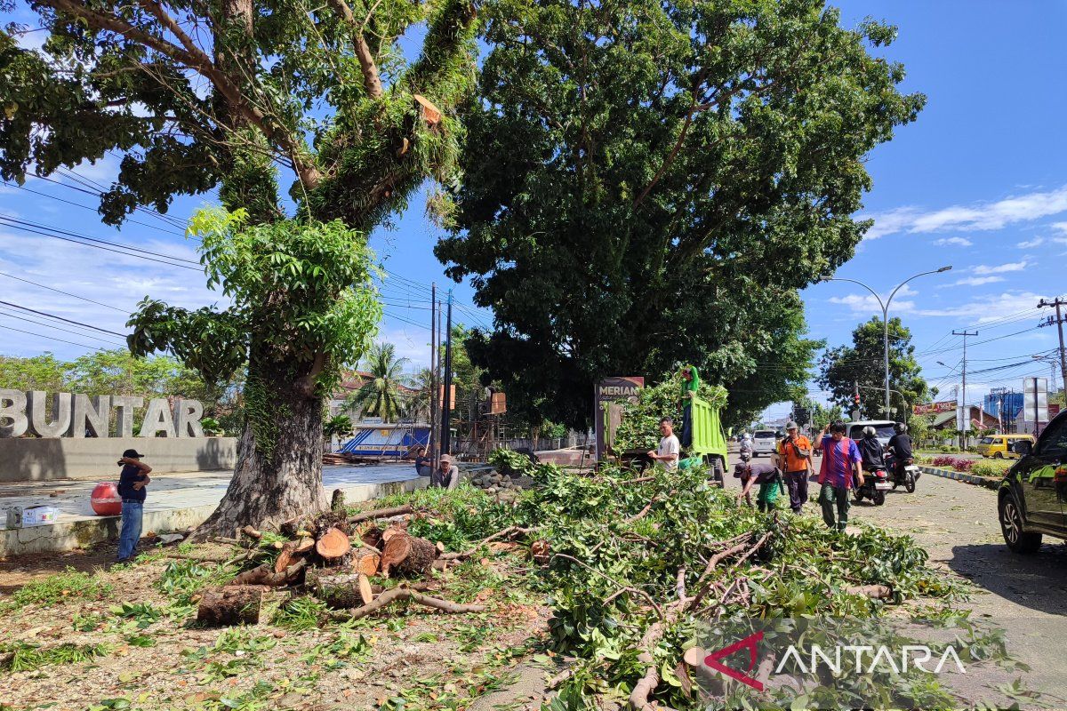 DLH Bengkulu lakukan pemangkasan antisipasi pohon tumbang