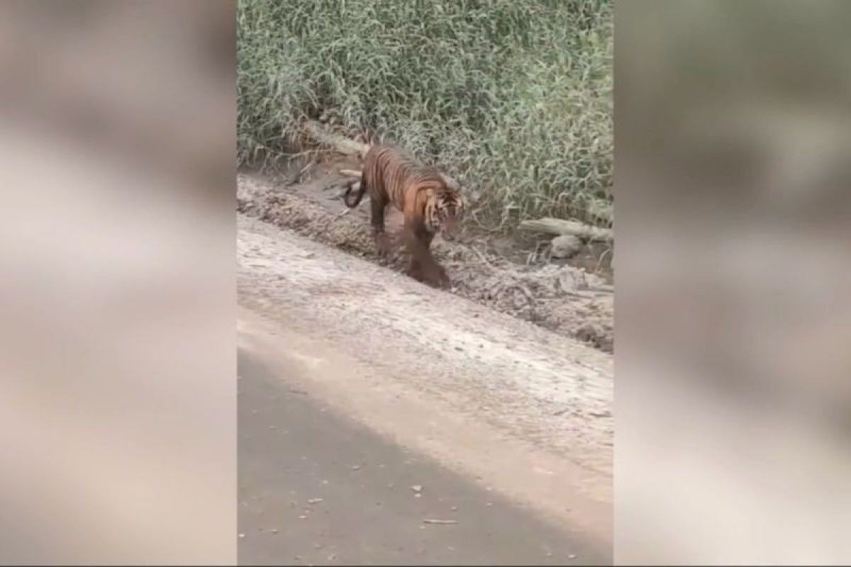 Video harimau Sumatera di jalan viral, ini kata BBKSDA Riau