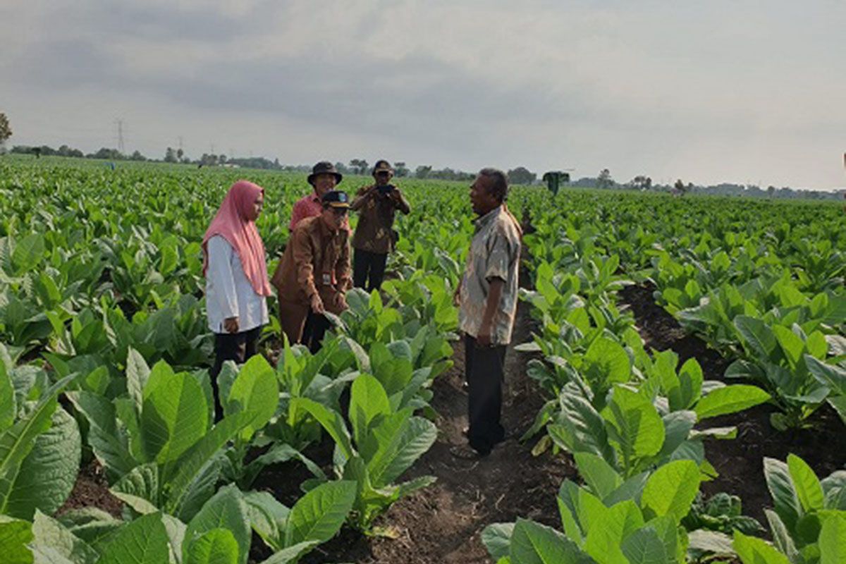 Dinas Pertanian Probolinggo atasi penyakit serang tanaman tembakau