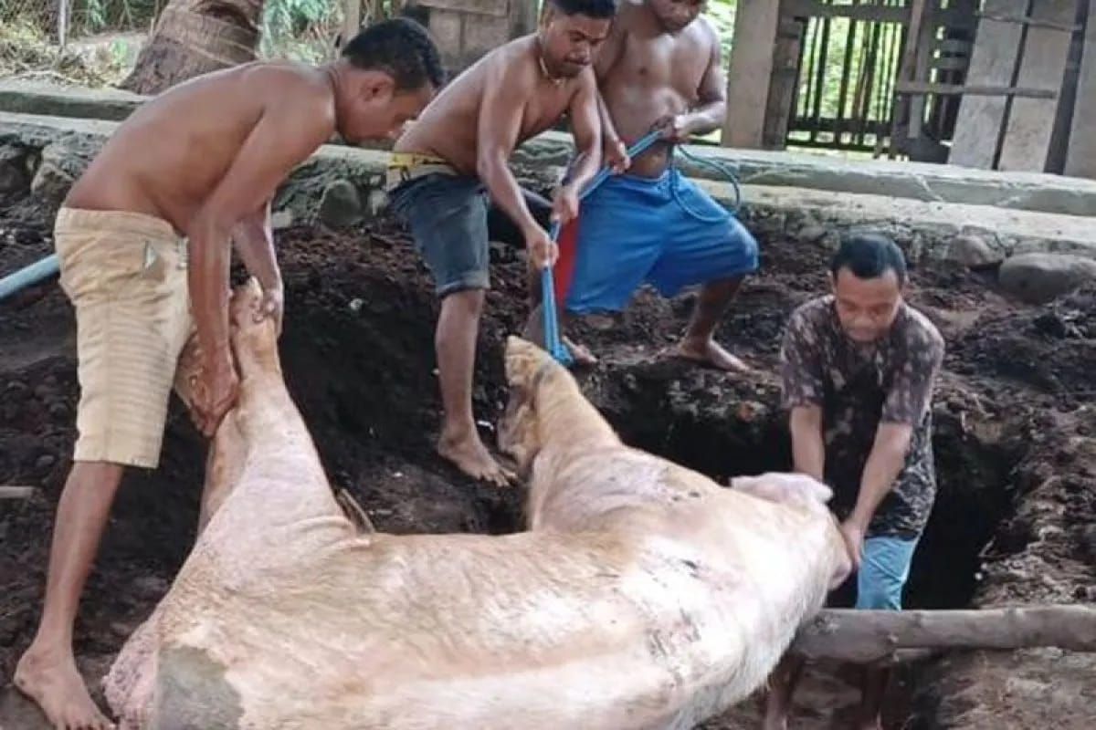 Tidak ada laporan kasus kematian babi karena ASF di Lembata NTT