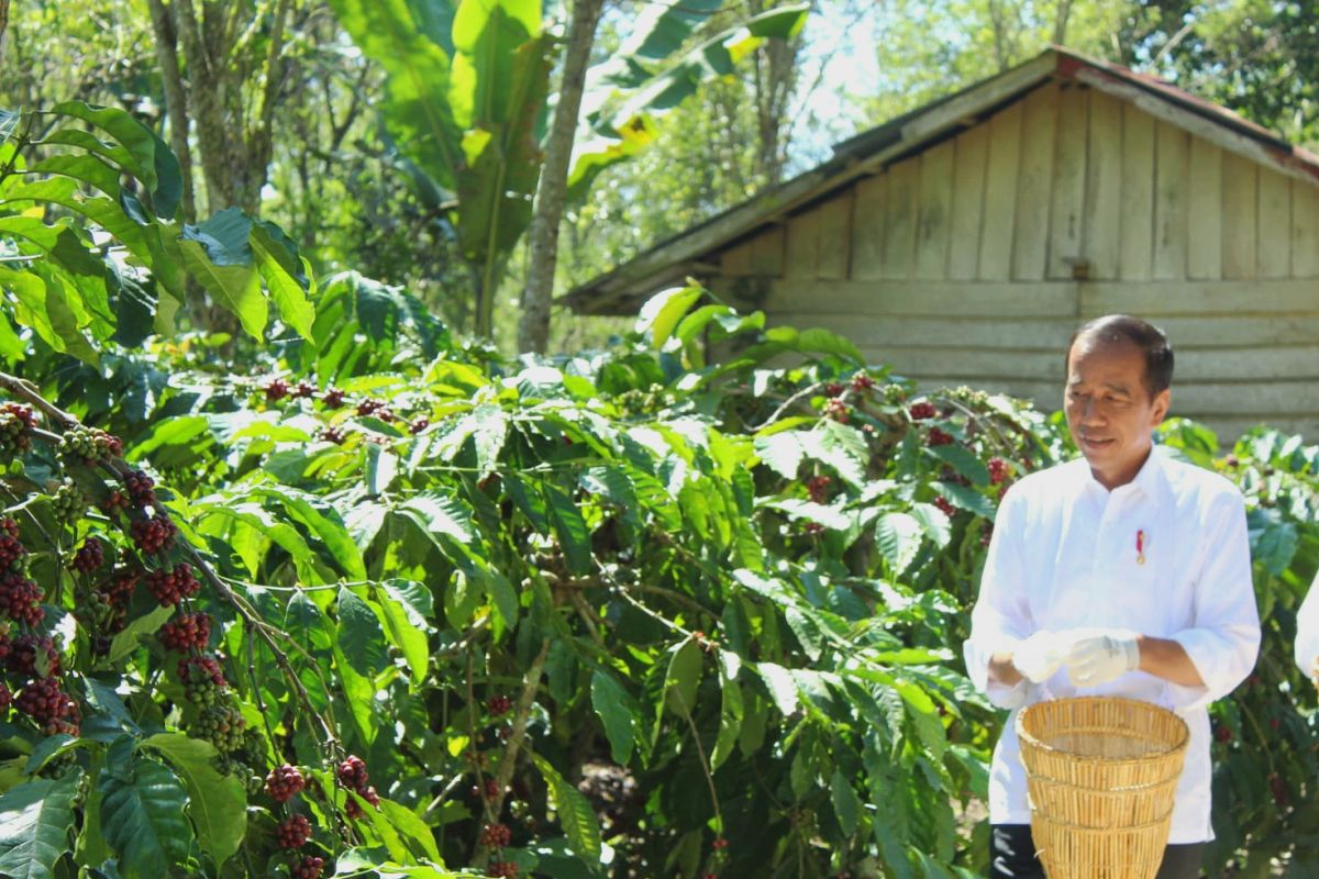 Presiden sebut pupuk tersedia menunjang peningkatan produksi petani