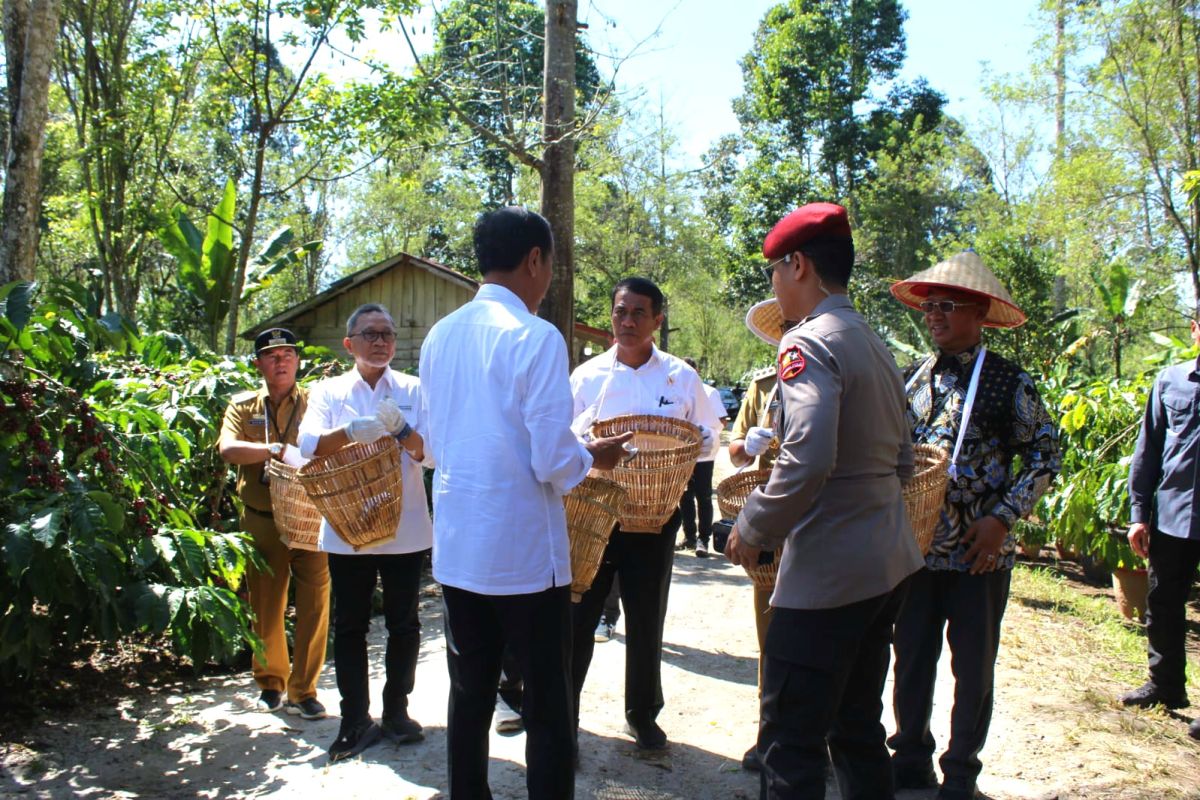 Mentan apresiasi penerapan sambung pucuk kopi di Lampung Barat