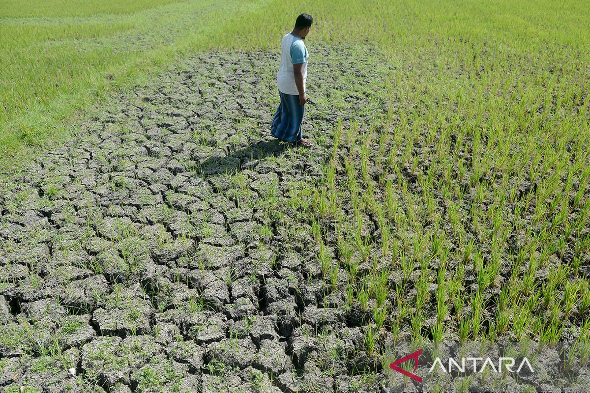 FOTO - Tanaman padi kekeringan terdampak kemarau