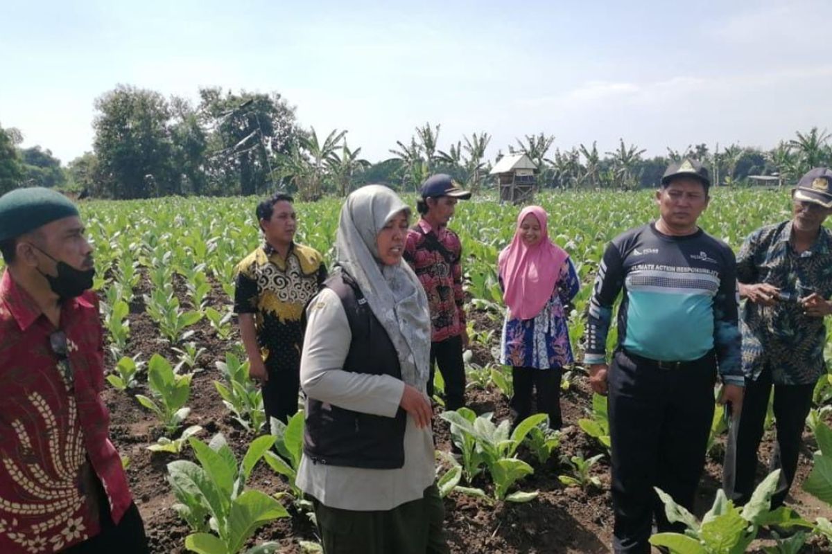 Dinas Pertanian Probolinggo buat POC dan pestina kendalikan hama tembakau