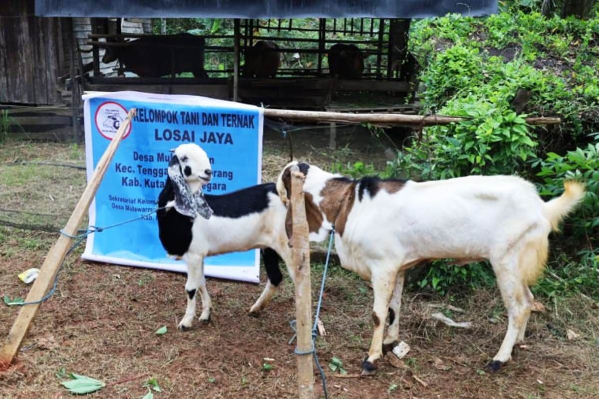 Bupati Kukar kabulkan cita-cita desa jadi  sentra kambing