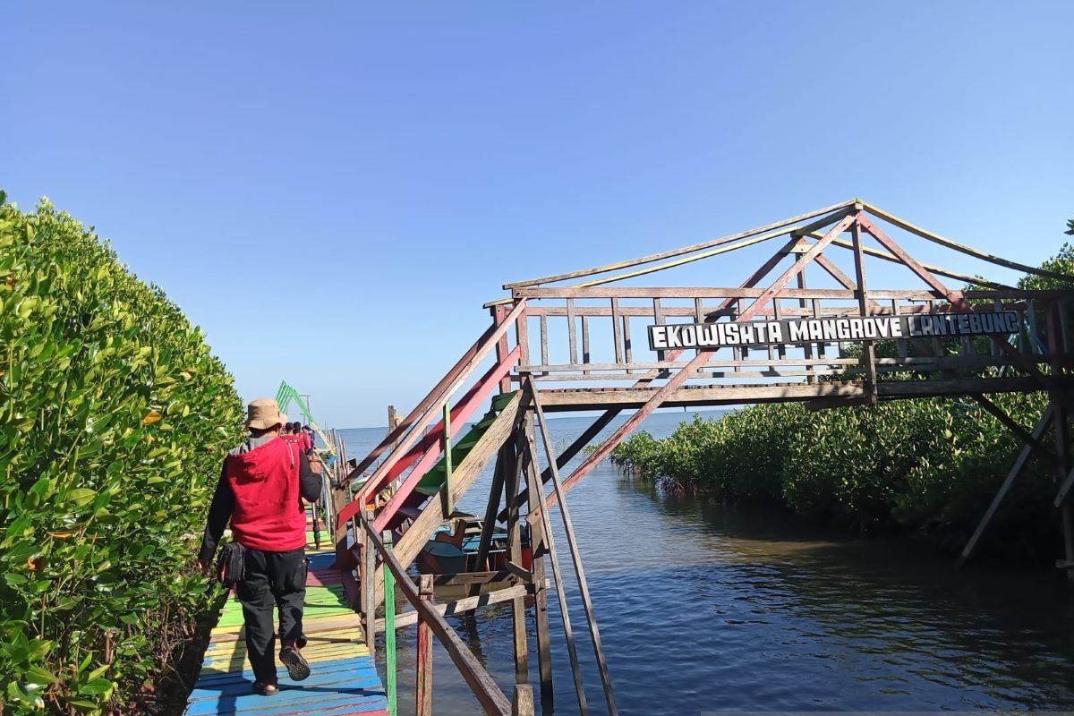 Hutan mangrove di Sulsel capai 12.278 hektare