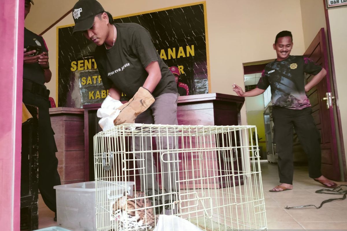 Seekor kucing hutan masuk ke TPS 128 Lubuk Basung Agam (Video)