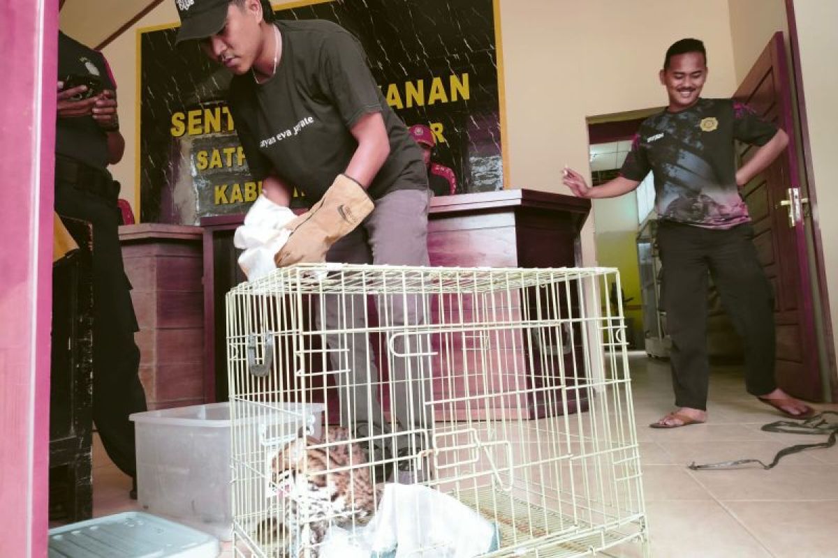 Seekor kucing hutan masuk ke TPS 128 Lubuk Basung Agam