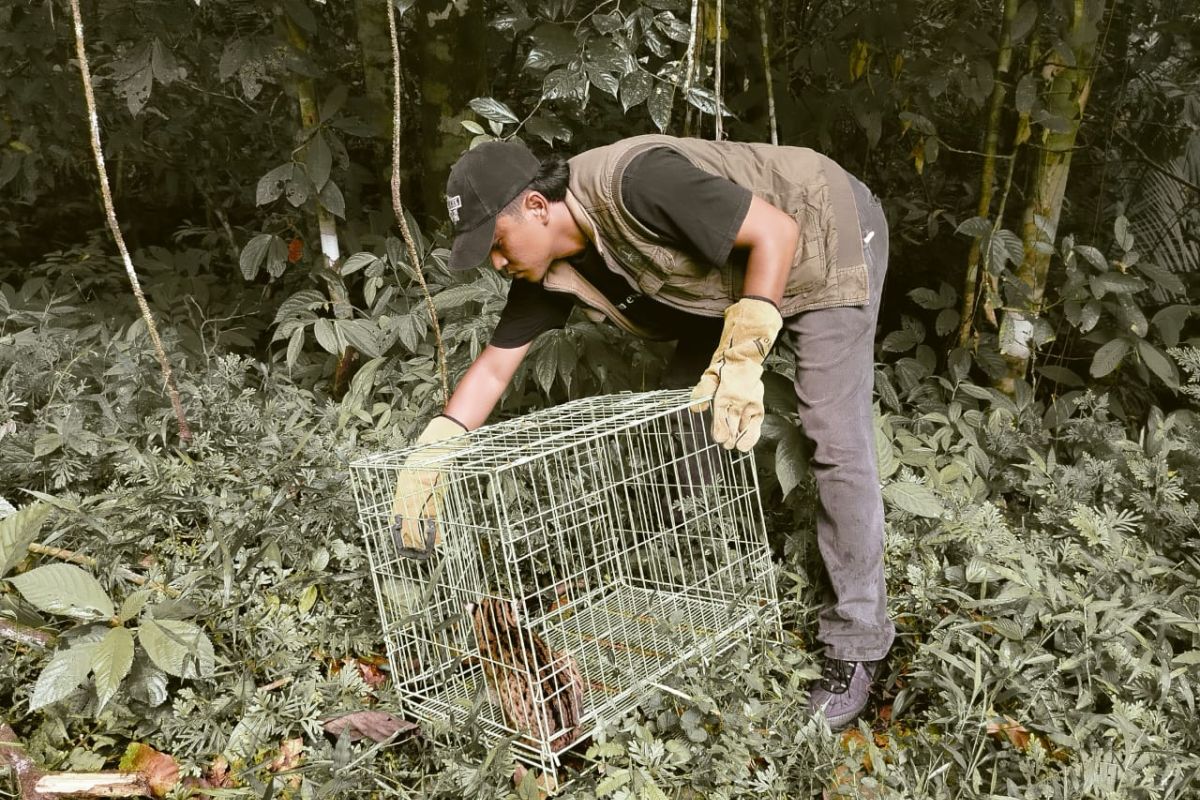 BKSDA Sumbar lepasliarkan kucing hutan usai masuk ke TPS PSU