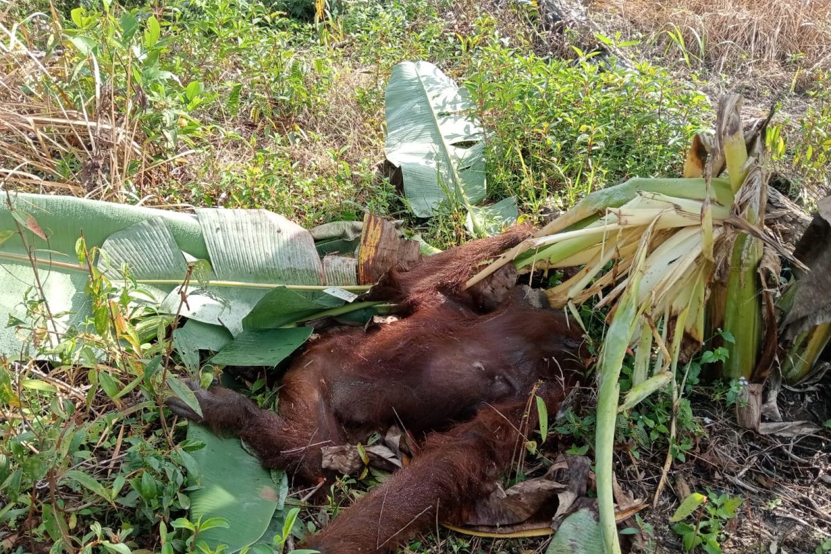 BKSDA Kalbar investigasi penyebab kematian orangutan Kayong Utara