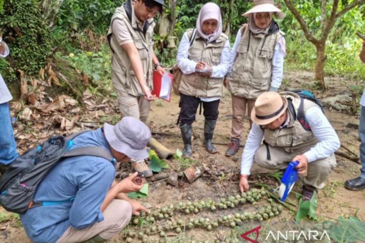 Disbun tetapkan Desa Badak Mekar sumber benih aren genjah