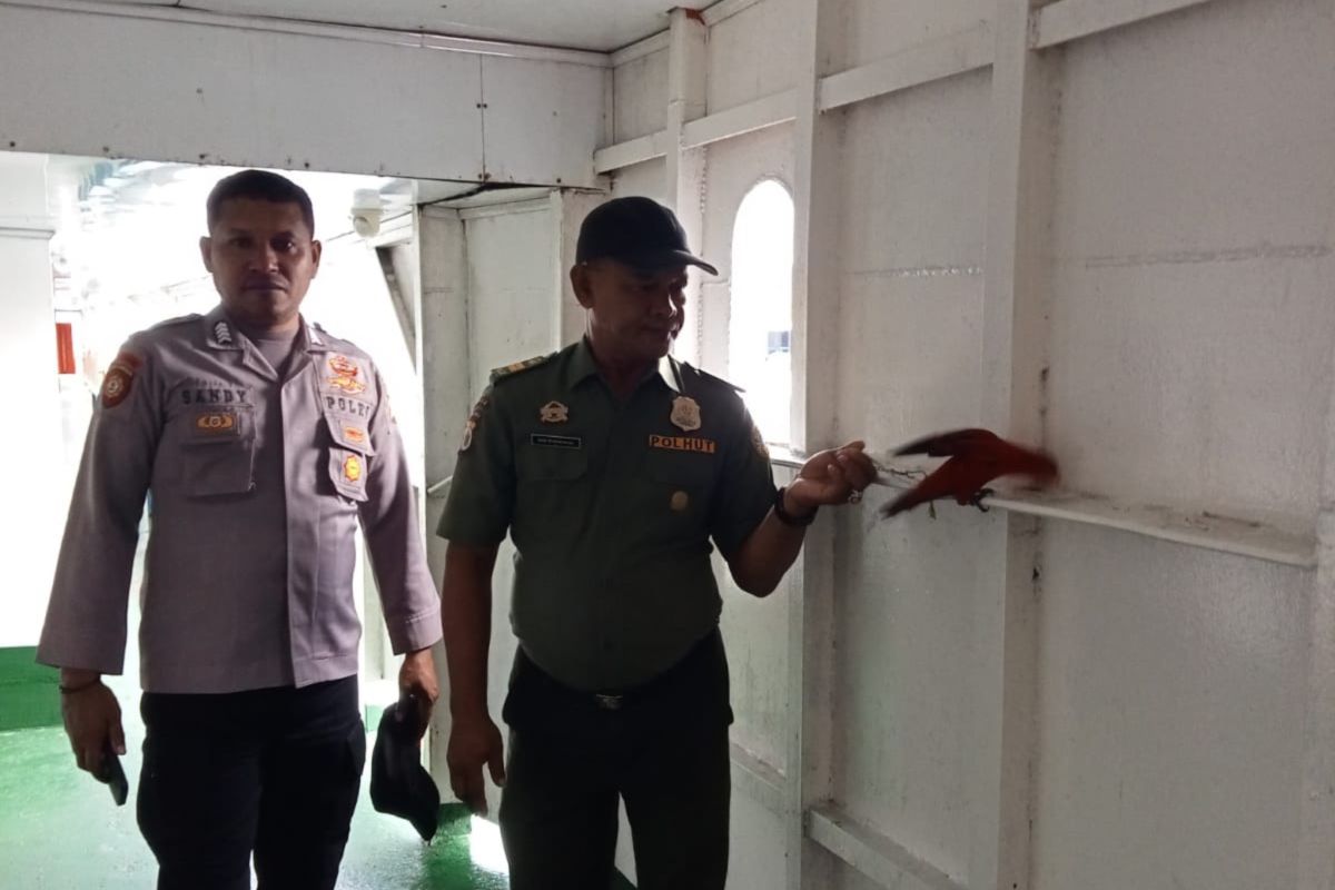 BKSDA Maluku temukan satwa burung nuri Ambon diikat di dinding kapal