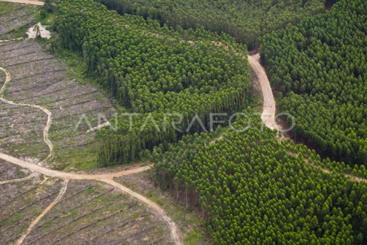 Peluang investasi hutan tanaman energi di luar jawa 832.321 Ha, terluas di Aceh dan Papua