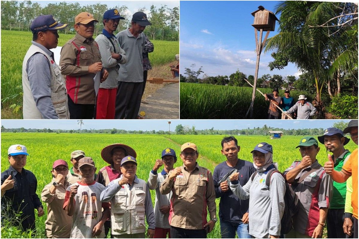 DTPHP Kalteng bangun rubuha optimalkan pengendalian hama tikus