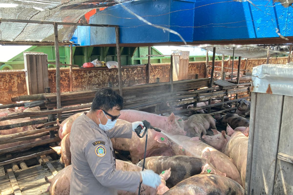 750 ekor babi telah dikarantina  sebelum dikirim ke Sulut