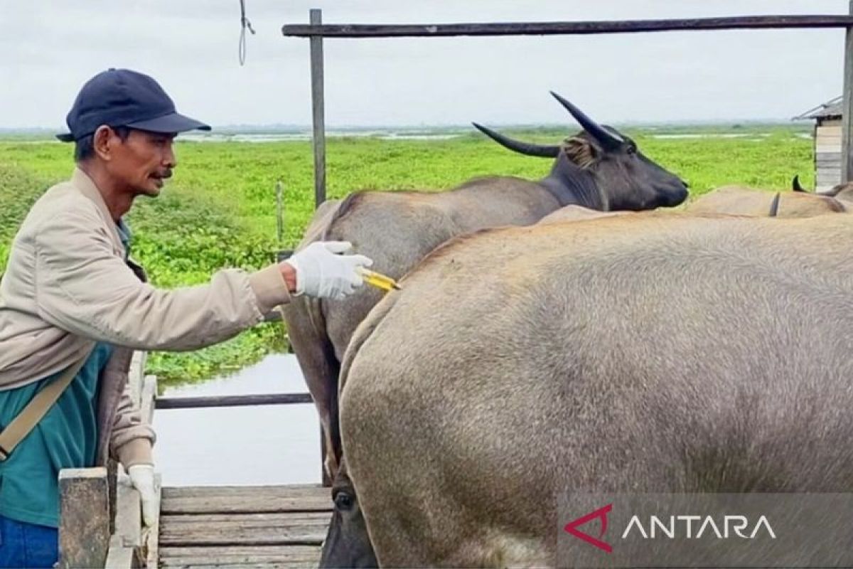 Pemkab HST antisipasi penyebaran penyakit LSD pada kerbau dan sapi