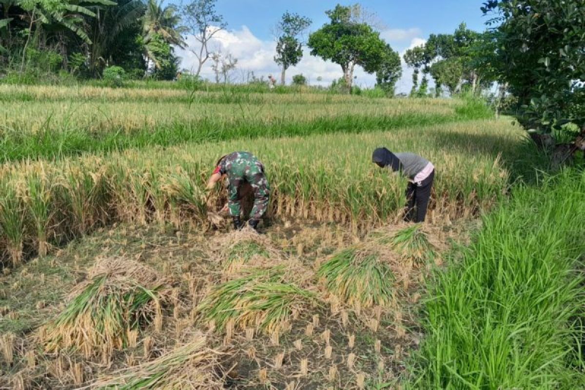 Pemkab Lombok Tengah bangun tiga pabrik penggilingan padi