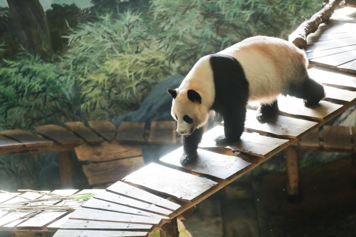 Anak panda raksasa kedua lahir di Kebun Binatang Ouwehands Belanda