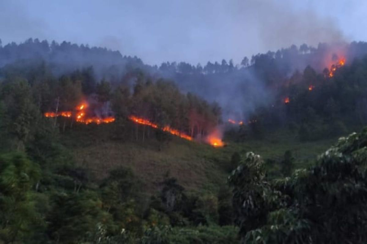 300 hektare area hutan lindung Samosir terbakar, ini upaya Pemprov Sumut