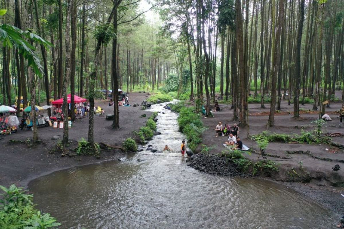 Menikmati piknik hingga kemah di hutan pinus Poncosumo Lumajang