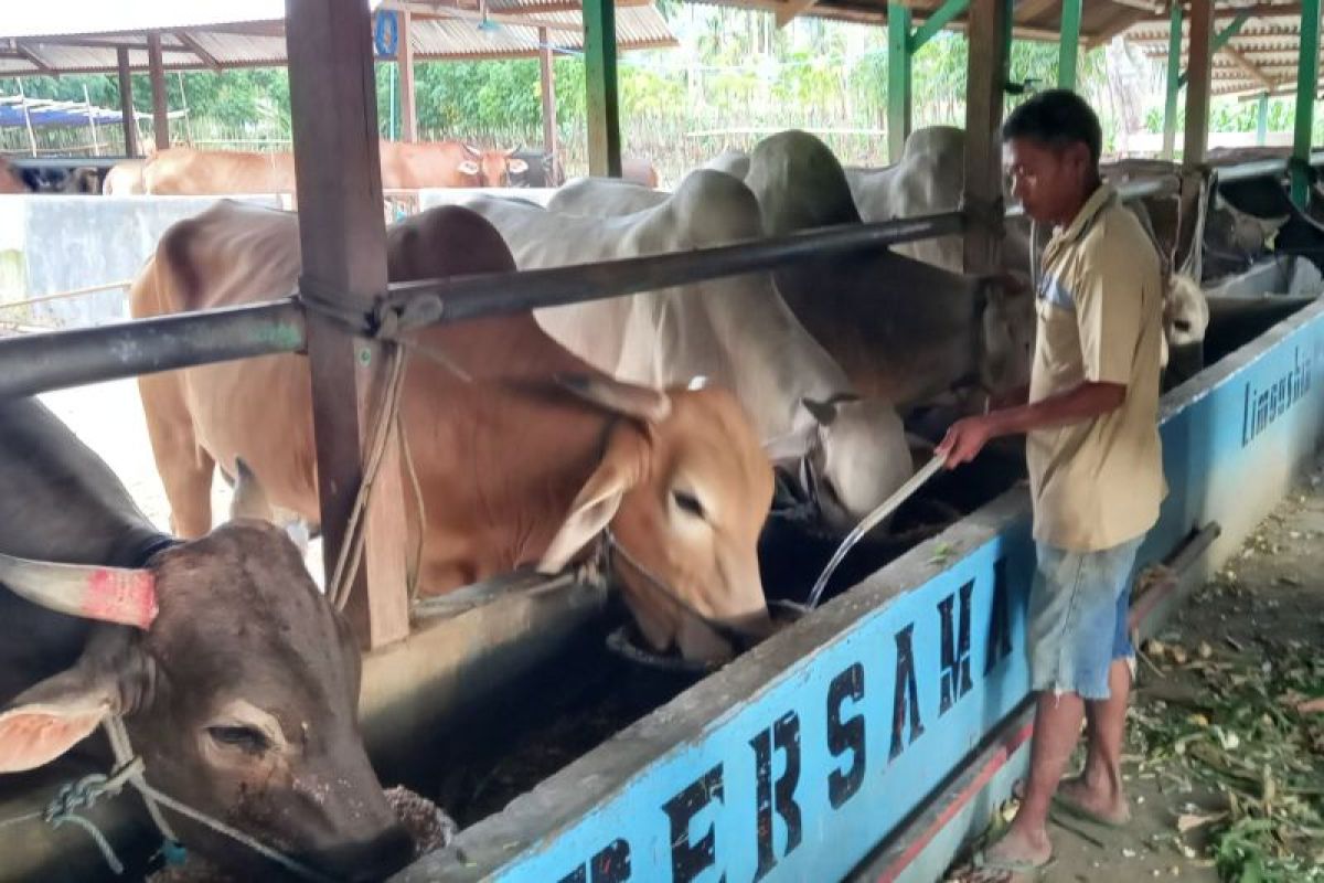 Kepala Dinas Pertanian sebut Gorontalo negatif antraks