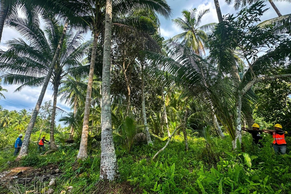 PLN Natuna pangkas pohon, jaga keandalan listrik