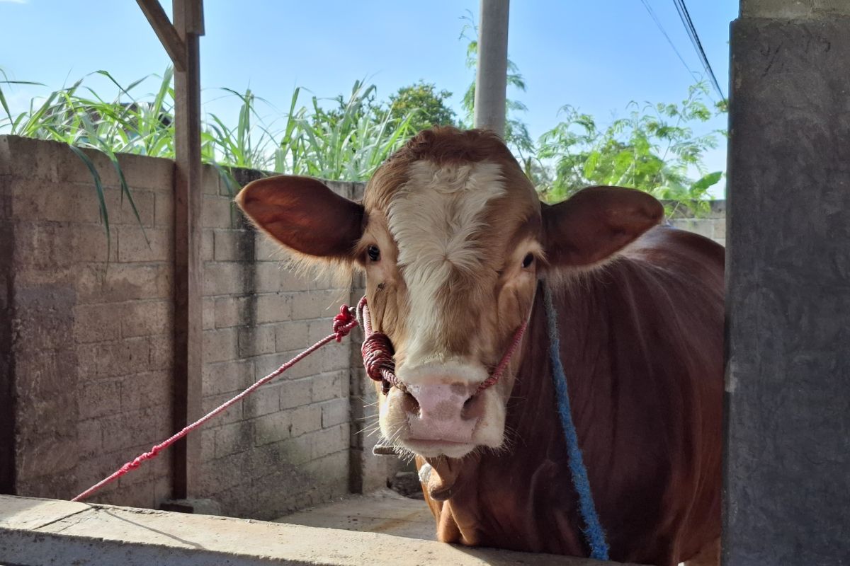 Pj Gubernur Lampung: 70.517 anak sapi lahir dari program SIKOMANDAN