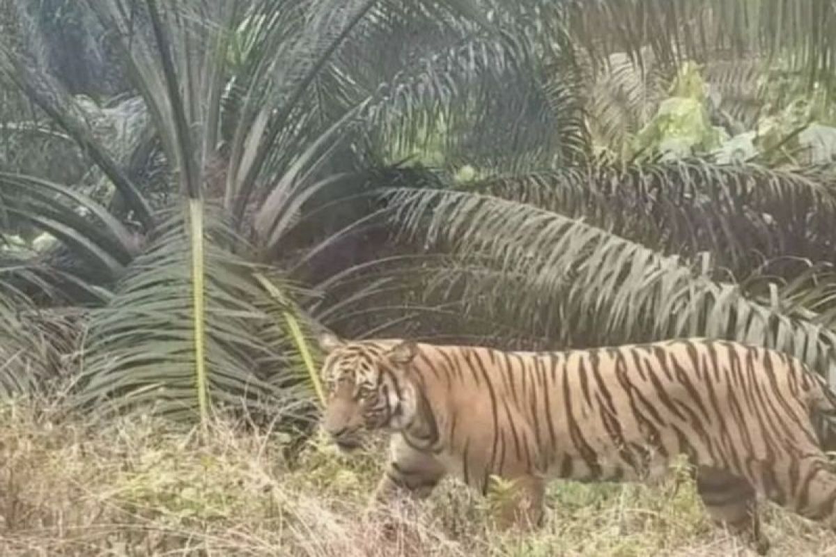 BKSDA Riau pasang kamera jebak usai harimau serang warga di Siak