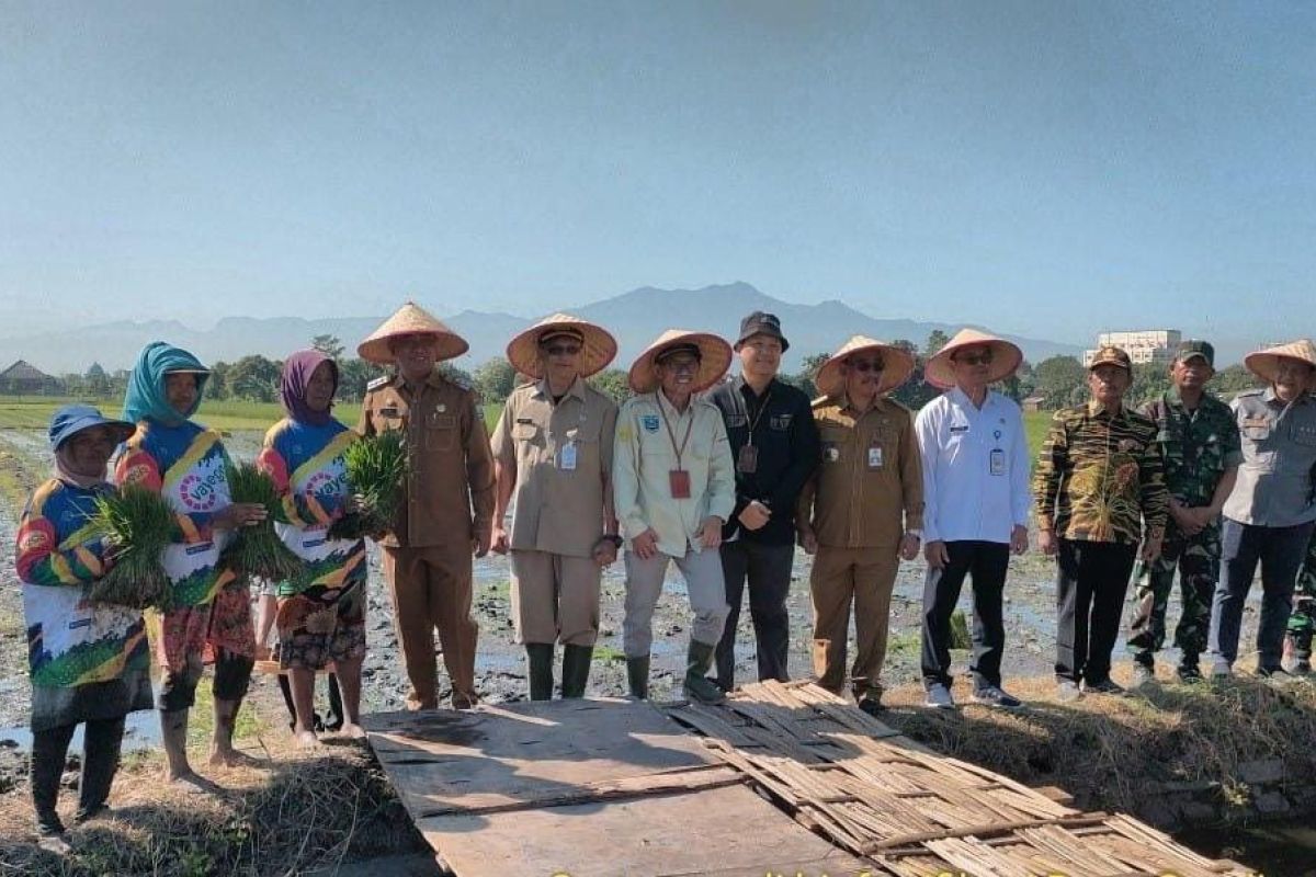 Gerakan tanam padi biofortifikasi di Probolinggo turunkan stunting 