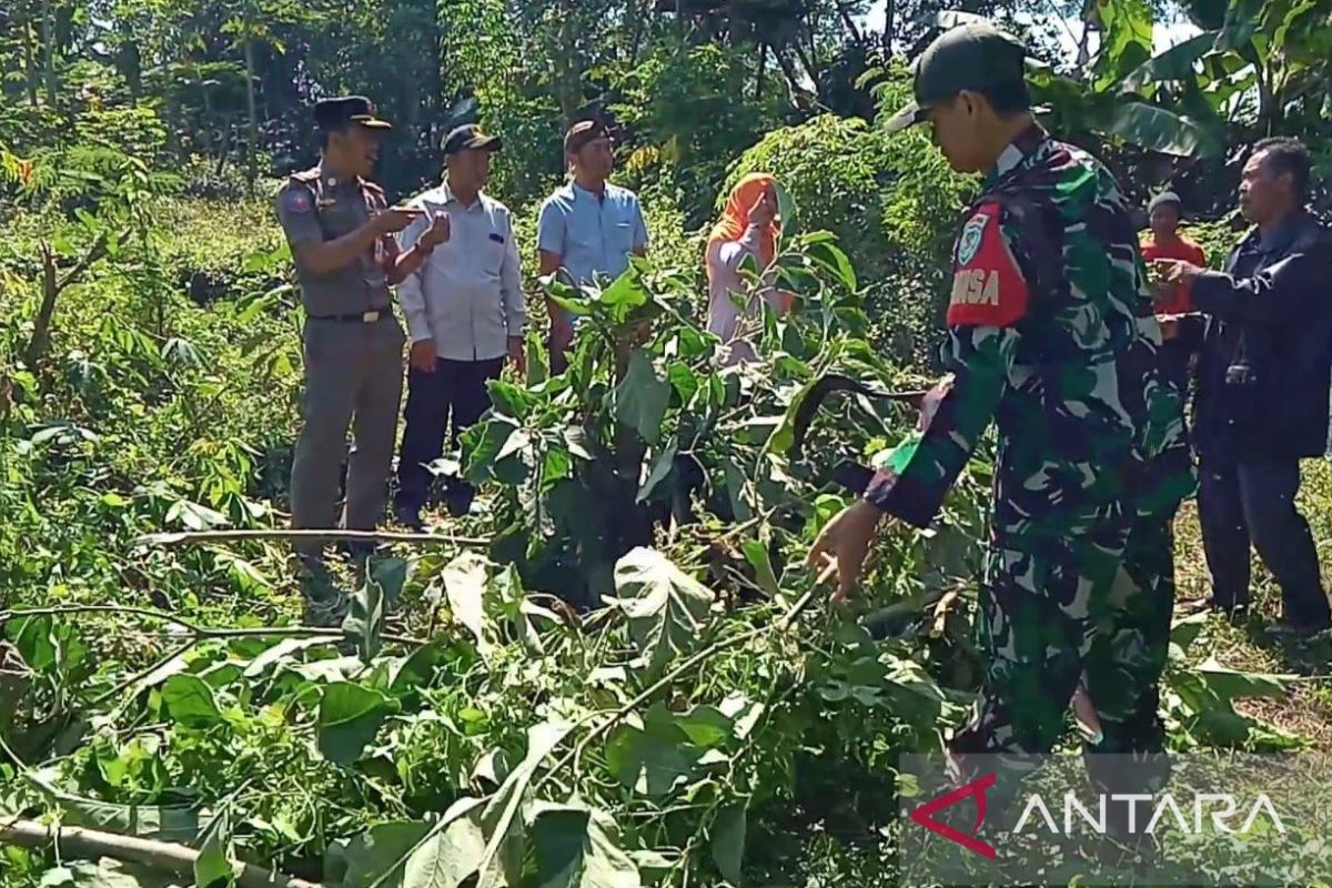 Kecubung termasuk narkotika?