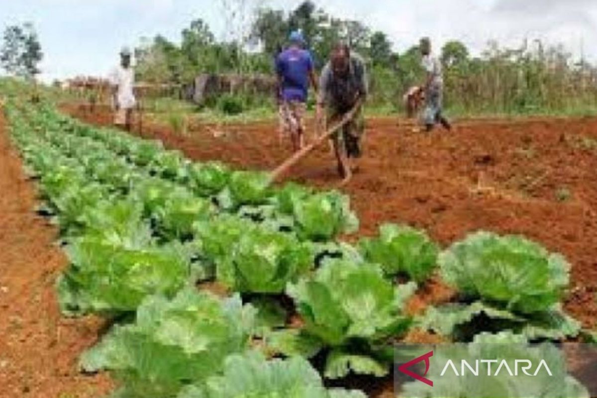 Pemkab Biak alokasikan dana otsus sektor pertanian