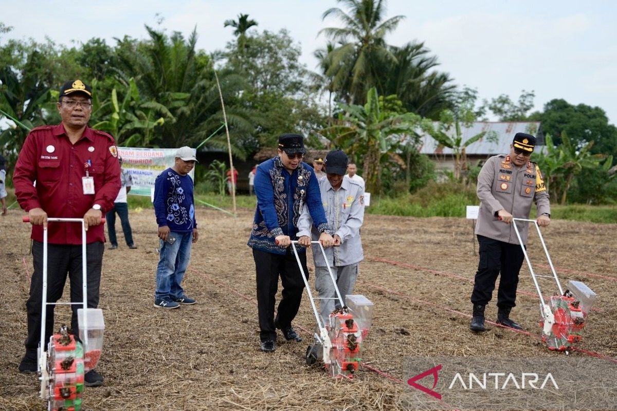 Pemkab HST tanam perdana jagung hibrida untuk ketahanan pangan