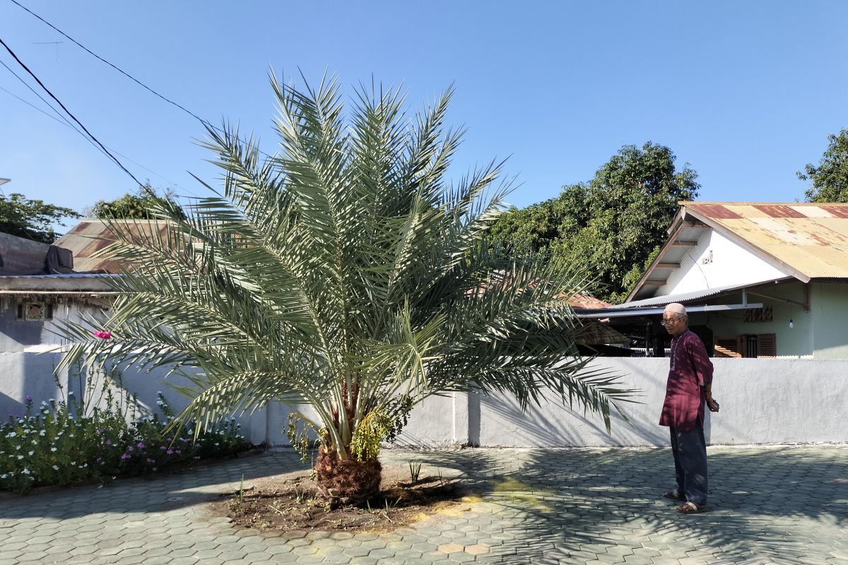 Kurma Lombok Utara ikuti pameran kurma internasional di Abu Dhabi