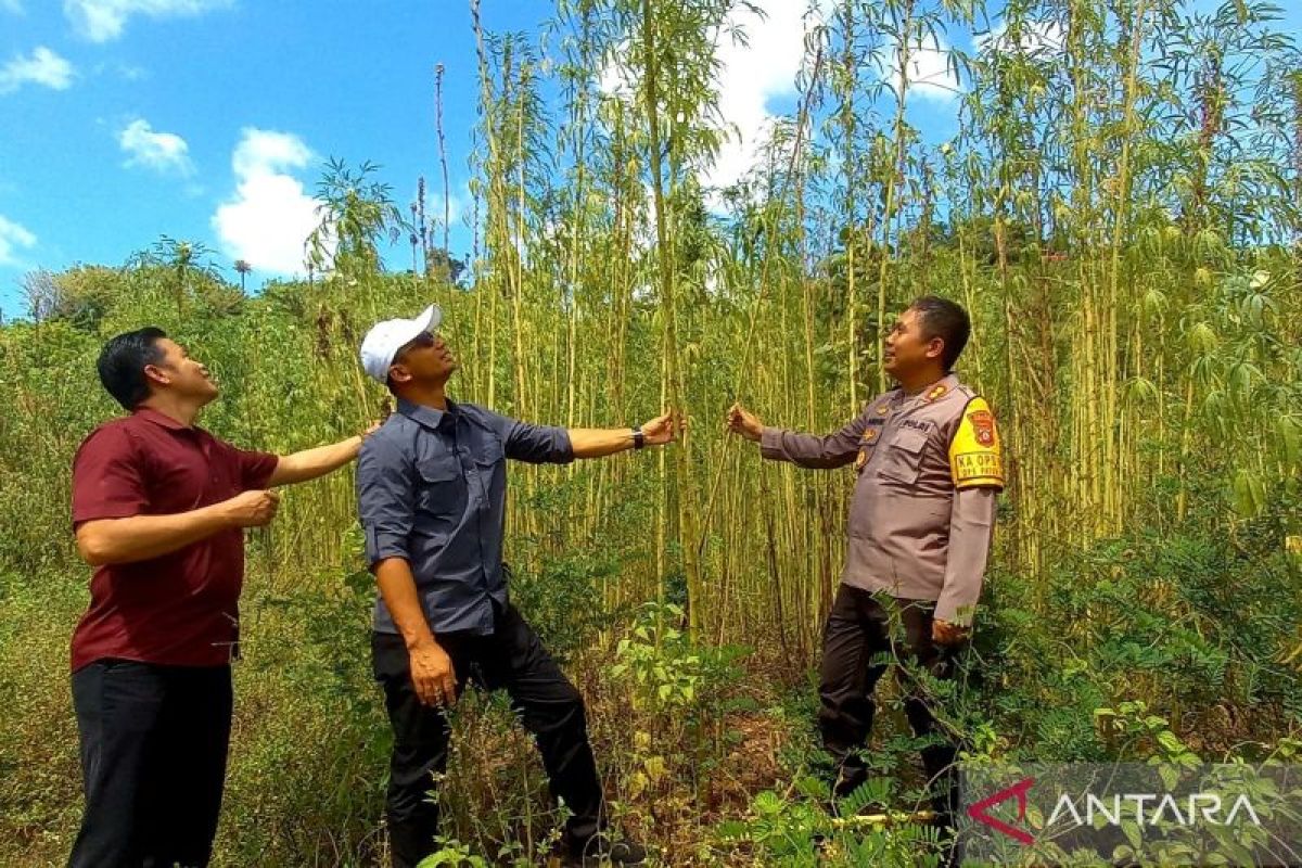 Direktur Narkoba Polda pastikan tak ada lahan ganja di Gorontalo