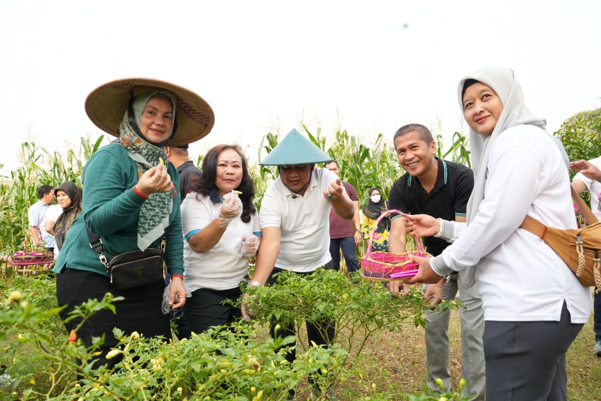 Poktan di  Jakbar kembali sukses panen jagung dan cabai