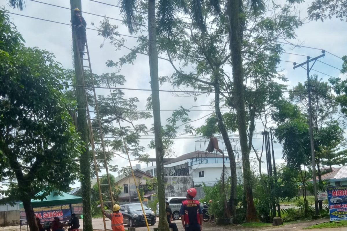 PLN rutin melakukan pemeliharaan jaringan listrik di Pontianak