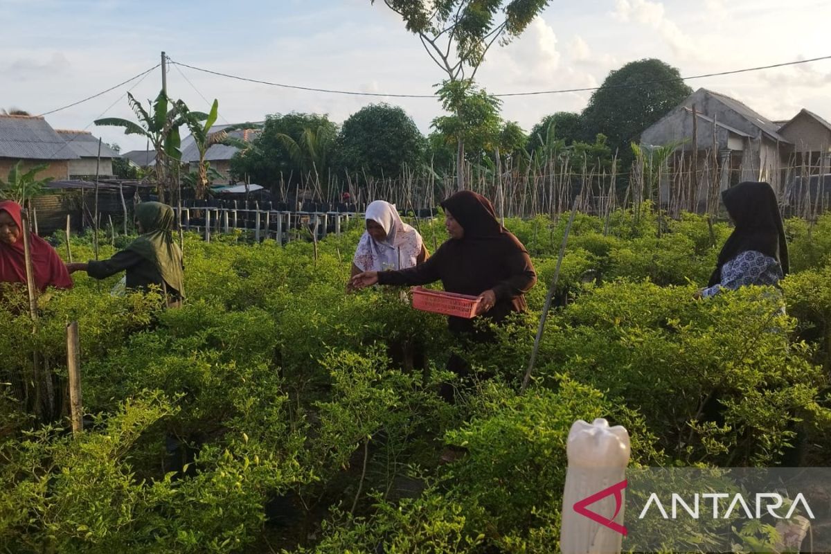 Bupati Bangka Selatan dorong masyarakat manfaatkan pekarangan rumah jadi produktif