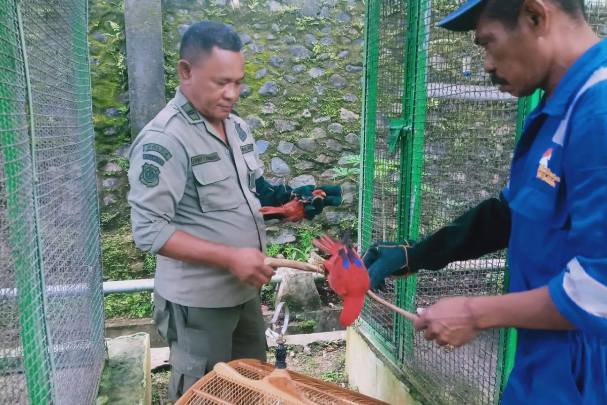 BKSDA Maluku selamatkan satwa lindung nuri maluku