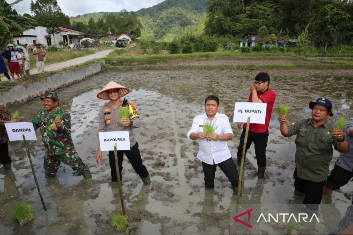 Ini pesan Pj Bupati Taput  saat penanaman padi berkualitas