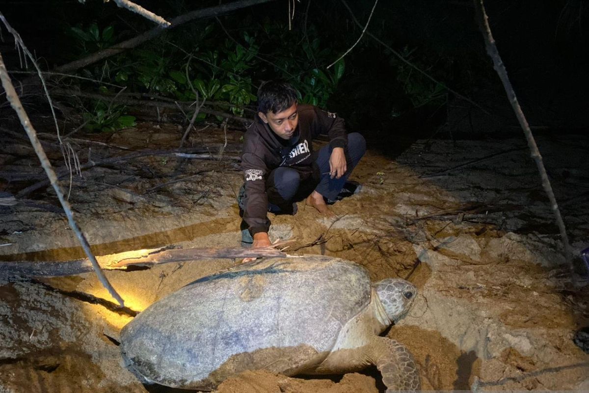 Memastikan penyu aman bertelur di pesisir Paloh Kalbar