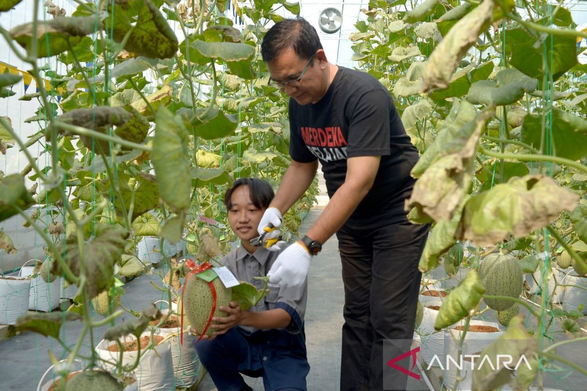 Astra hadirkan rumah tanam melon hidroponik di Yogyakarta